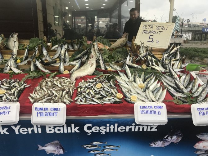 Palamudun Tanesi 5 Liraya Düştü