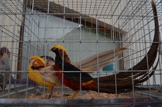 Trabzon’da Asgari Ücretin 20 Katına Tavuk Ve Horoz Satıldı