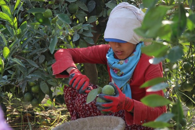 Limon Ve Mandalinanın "Fahiş Fiyat" Yolculuğu