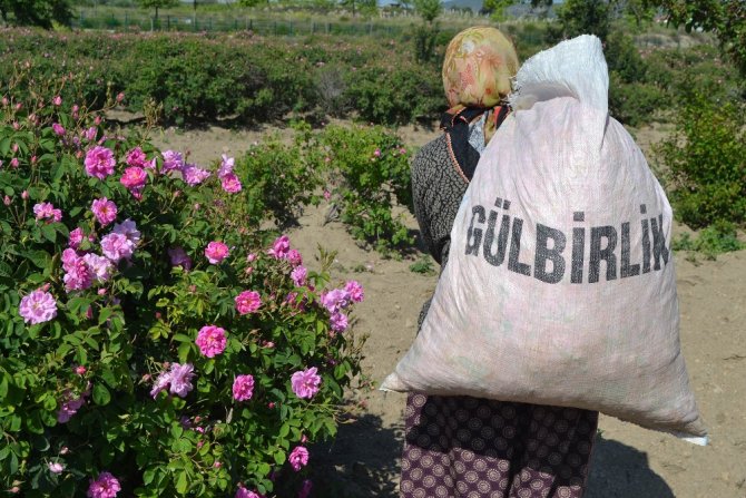 Ekonomisine 40 Milyon Avroluk ’Gül’düren Katkı