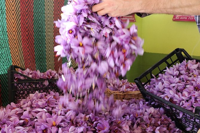 Dünyanın En Pahalı Bitkisinde Hasad Başladı