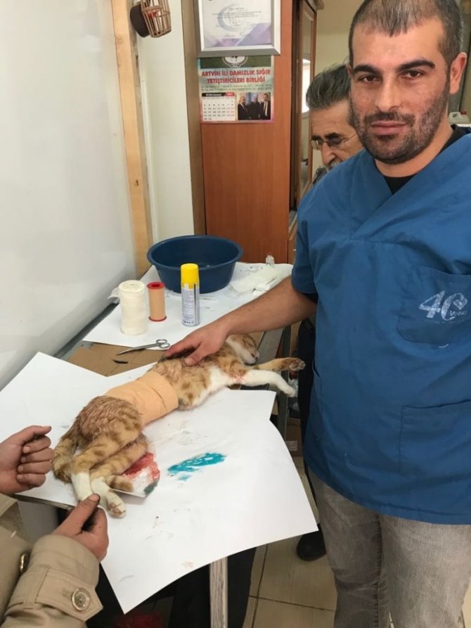 Yavruları Anne Karnında Ölen Kedi Sezeryan İle Kurtarıldı