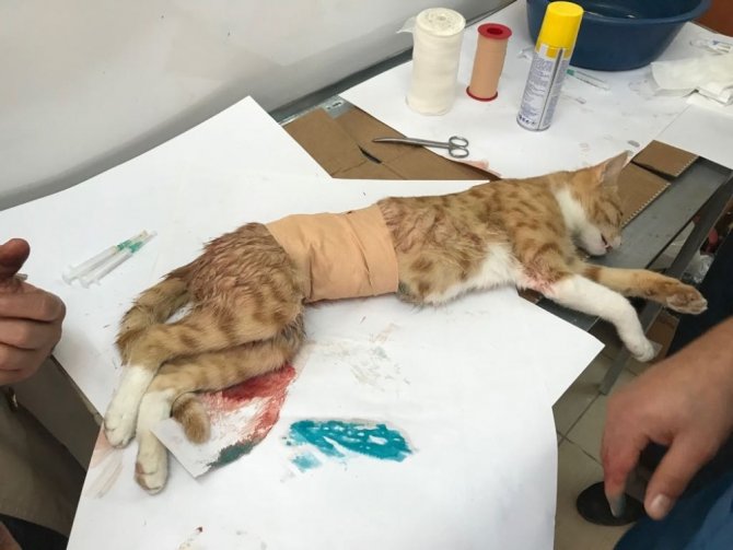 Yavruları Anne Karnında Ölen Kedi Sezeryan İle Kurtarıldı