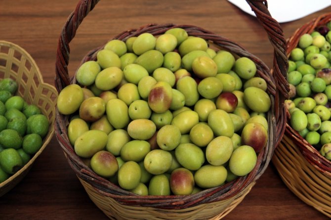 "Zeytinyağı Kullanımı Artarsa Hiçbir Hastalık Kalmaz"