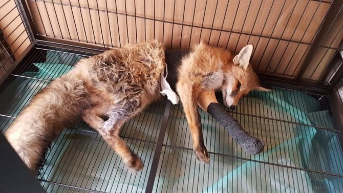 Ayağı Kırılan Kızıl Tilki’ye Plak Takılarak Tedavi Altına Alındı