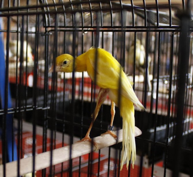 Türkiye’nin En Güzel Kuşları Antalya’da Toplandı