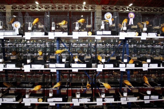 Türkiye’nin En Güzel Kuşları Antalya’da Toplandı