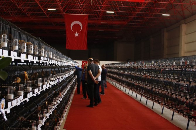 Türkiye’nin En Güzel Kuşları Antalya’da Toplandı