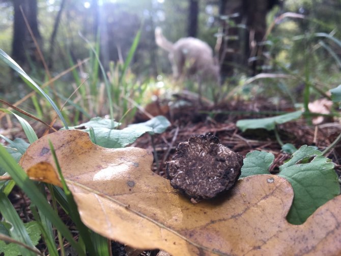 Dünyanın En Pahalı Mantarı Böyle Toplanıyor