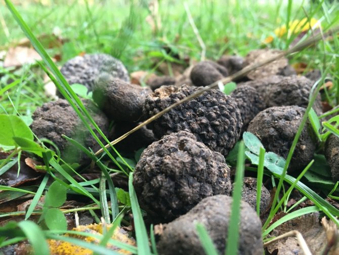 Dünyanın En Pahalı Mantarı Böyle Toplanıyor