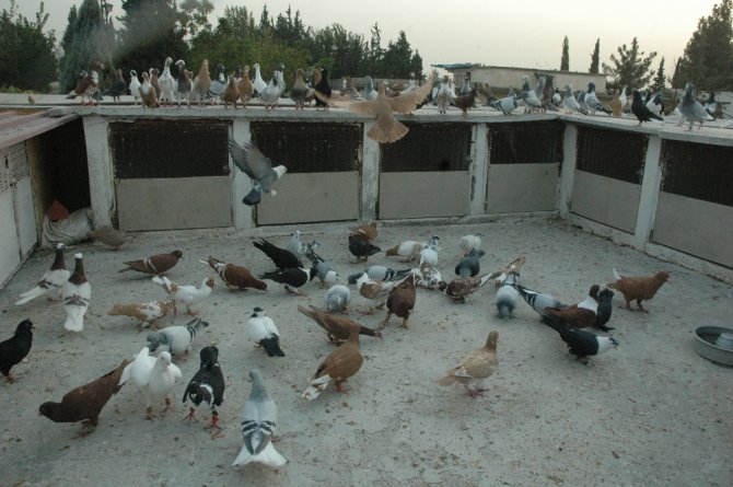 "Kuş Pazara, Ben Mezara”
