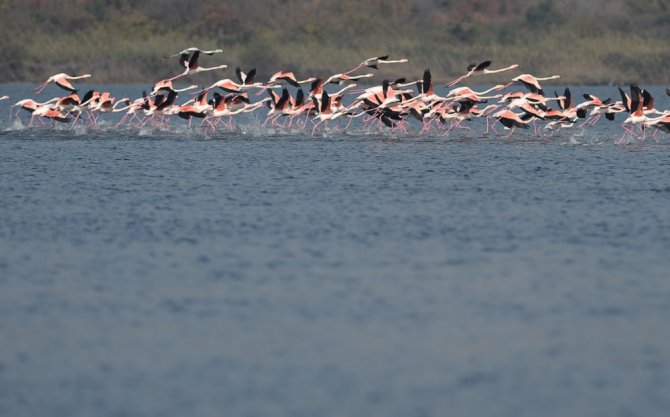 Flamingolar Türkiye’yi Sevdi