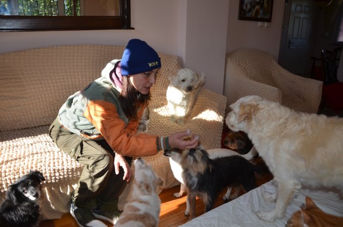 Evinde Onlarca Kedi Ve Köpekle Birlikte Yaşıyor