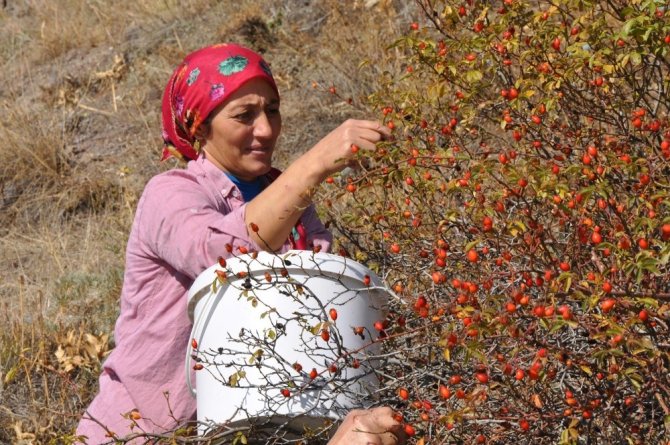 Gümüşhane’de Kuşburnu Hasadı Tamamlanmak Üzere