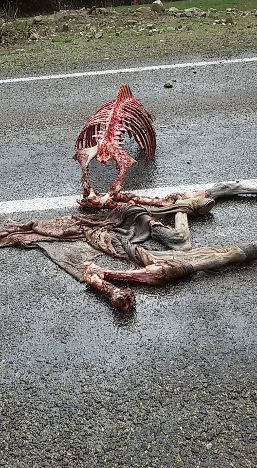 Ayıların Saldırdığı Attan Geriye Sadece İskeleti Ve Derisi Kaldı