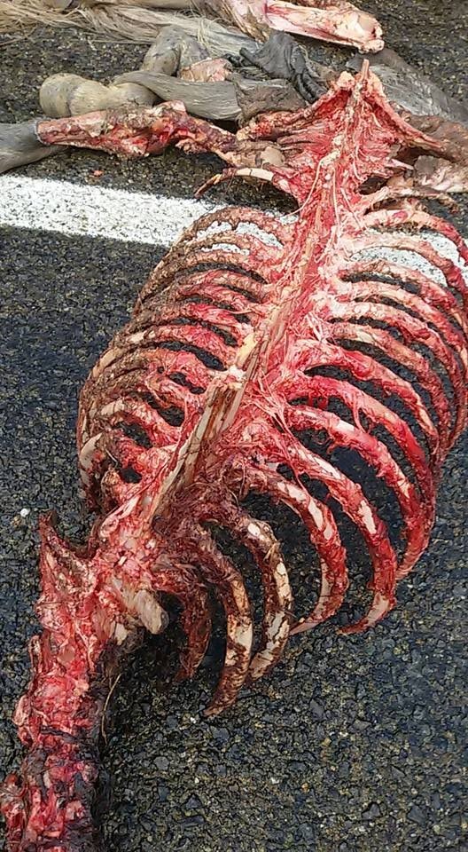 Ayıların Saldırdığı Attan Geriye Sadece İskeleti Ve Derisi Kaldı