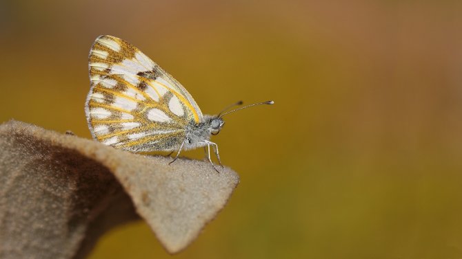 Siirt Kırsalından Bu Kez ’Sevimli’ Haber Geldi