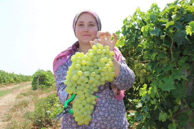 Rusya Kapıları Açtı Üzümde İhracat Arttı