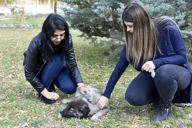 Çöplükteki ’Şanslı’nın Şansı