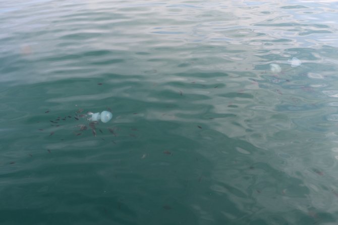 Tarakçı Balıklarının Deniz Anasına Saldırı Anı Kamerada