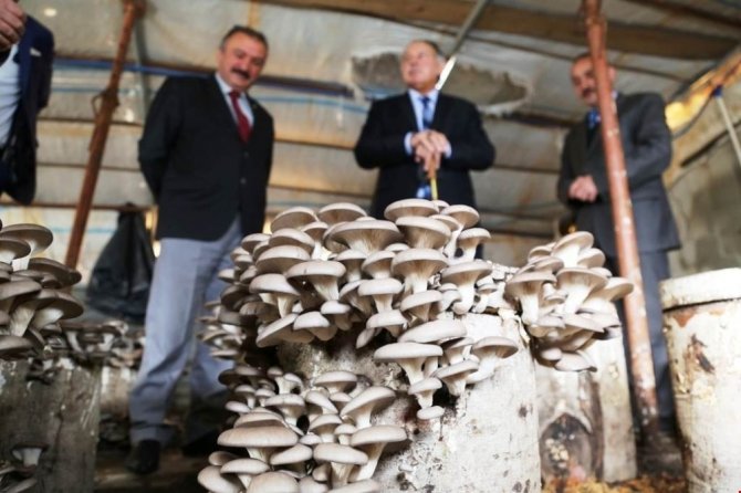 Kayın Mantarı Üretim Alanlarını İnceledi