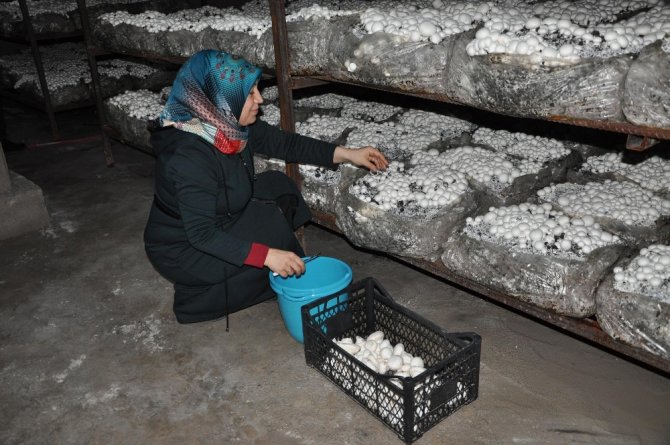 Hobi Olarak Başladı, İş Sahibi Oldu