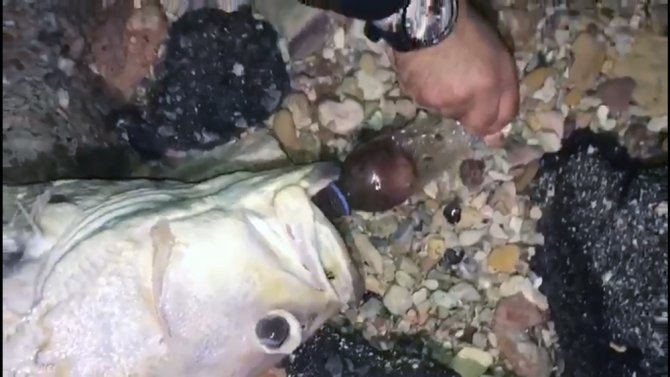 Nesli Tükenmekte Olan Balık “Pet Şişe” Kurbanı Oldu
