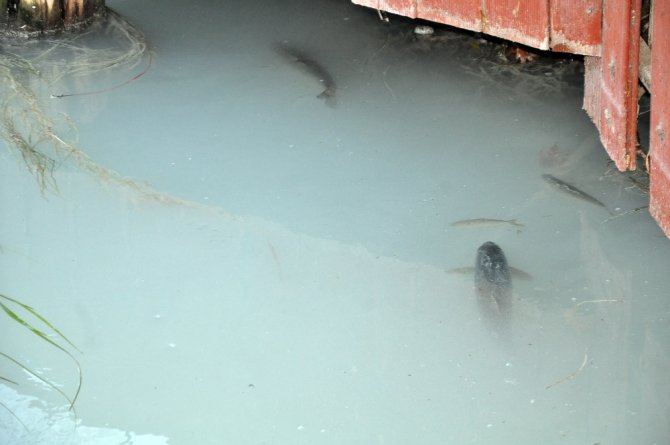 Ceyhan Nehri’nde Toplu Balık Ölümleri