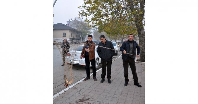 Ceyhan Nehri’nde Toplu Balık Ölümleri