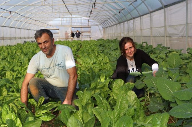 Pazarcılıktan Seracılığa