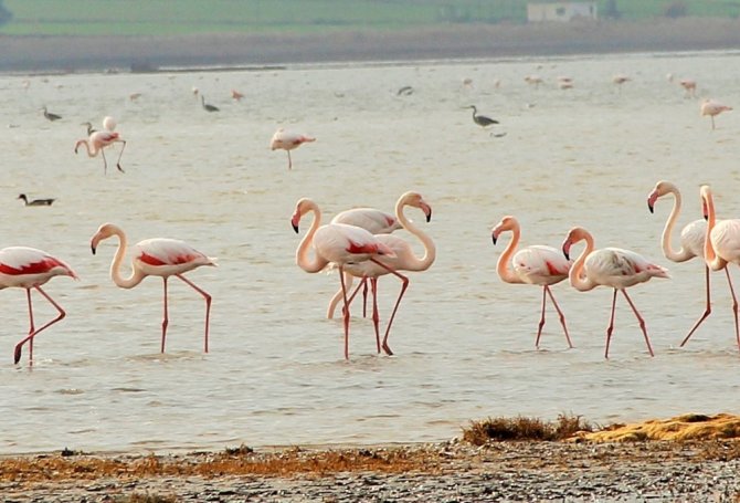 Flamingolar Bodrum’a Akın Etti