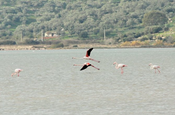 Flamingolar Bodrum’a Akın Etti