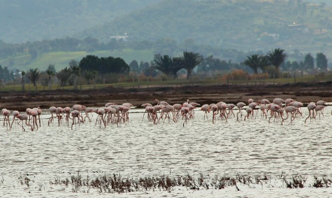 Flamingolar Bodrum’a Akın Etti