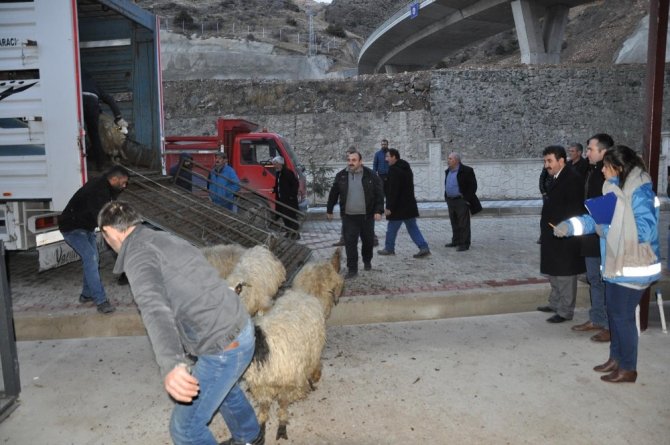 Gümüşhane’de Genç Çiftçilere Küçükbaş Hayvanları Dağıtıldı