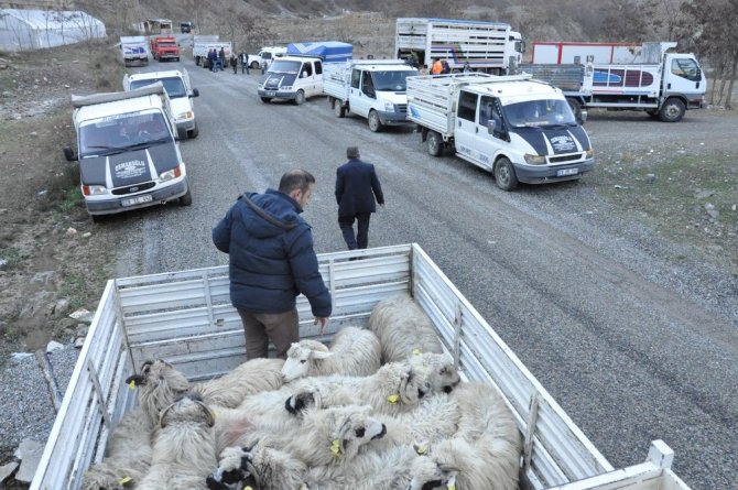 Gümüşhane’de Genç Çiftçilere Küçükbaş Hayvanları Dağıtıldı