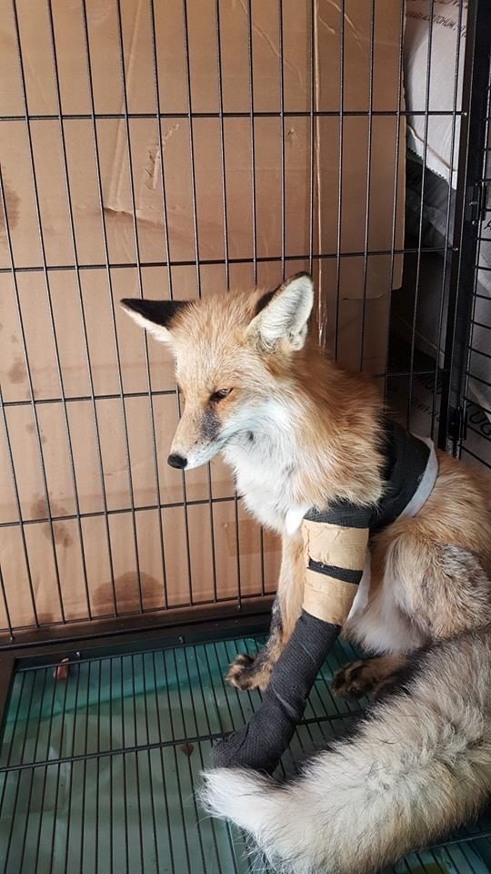 Ayağına Plak Takılan Tilki 45 Gün Sonra Doğaya Salındı