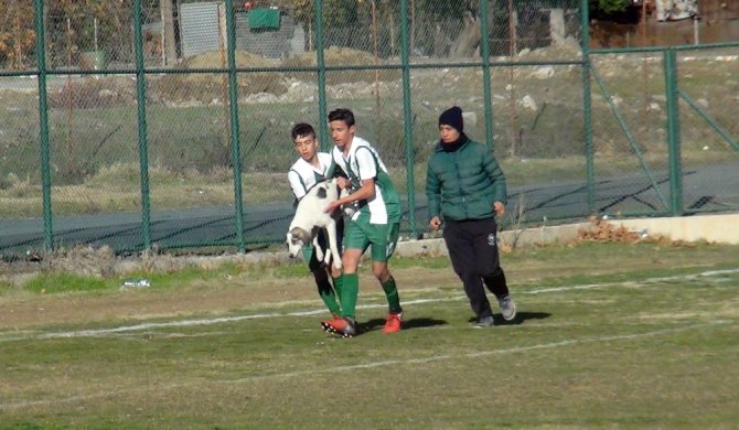 Sahaya Giren Köpek Maçı Durdurdu