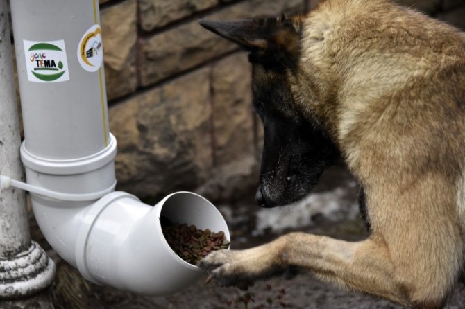 Gümüşhane’de Kedi Ve Köpekler İçin 80 Adet Yemlik Yapıldı