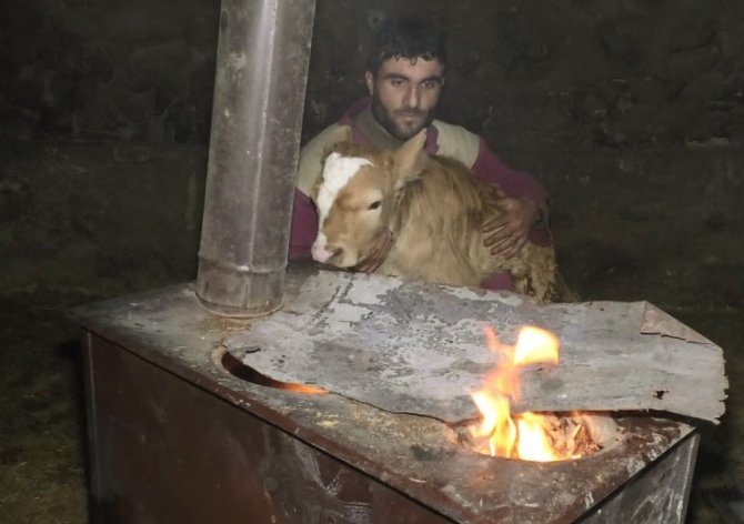 Buzağılar Üşümesin Diye