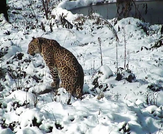 Putin’in Leoparı Doğaya Salındı