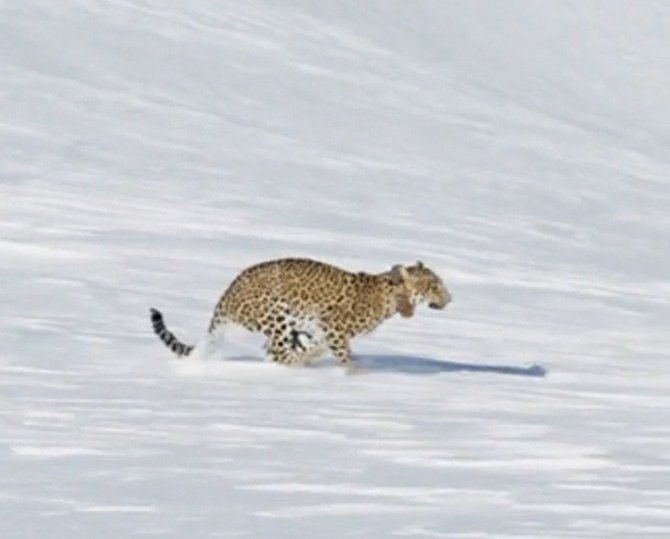 Putin’in Leoparı Doğaya Salındı