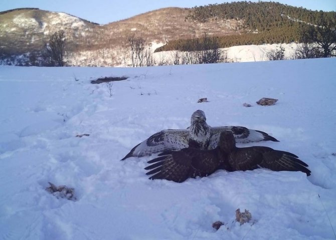 Vahşi Yaşam Fotokapana Yansıdı