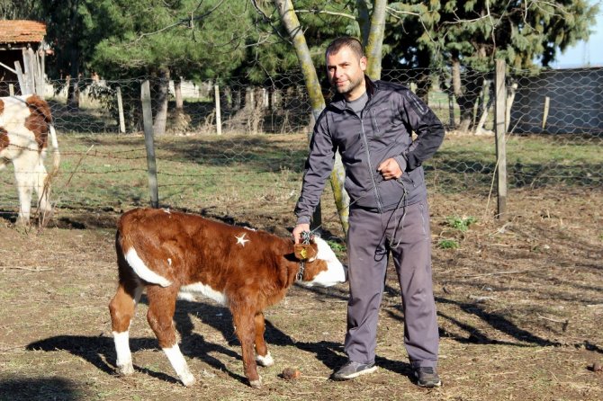 Bu Buzağı 1 Milyon Dolar