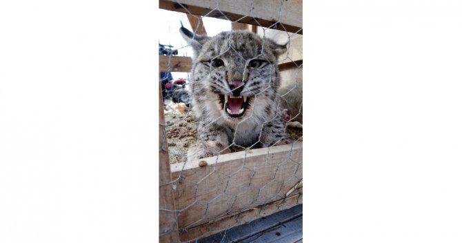 Vaşak Yavrusunu Kedi Gibi Sevdi