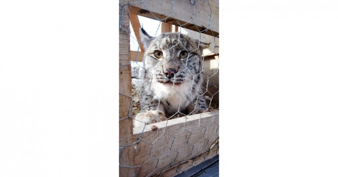 Vaşak Yavrusunu Kedi Gibi Sevdi