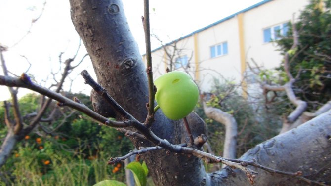 Havalar Bitki Ve Ağaçları Da Şaşırttı
