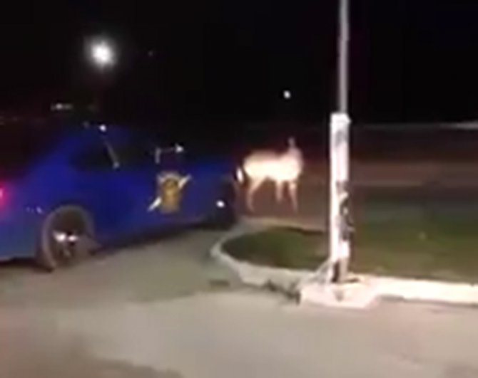 Amerikan Polisi Geyiğe Böyle Kıydı