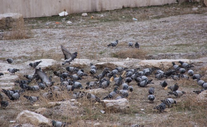 Her Şey Kuşlar İçin
