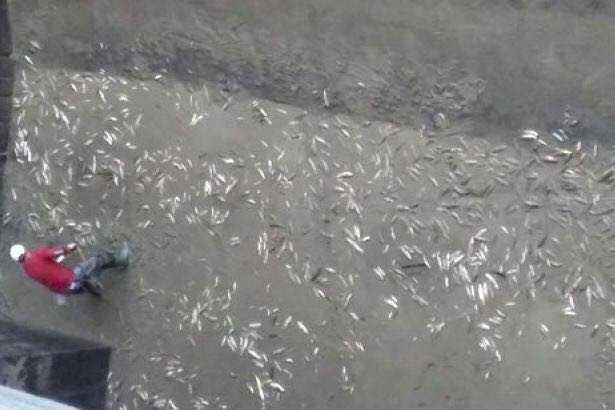 Balık Ölümleri Hes’e Ceza Getirdi