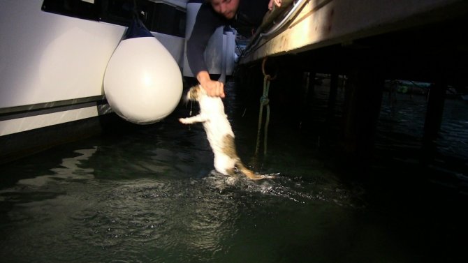 Köpekten Kaçan Kedi Denize Atladı